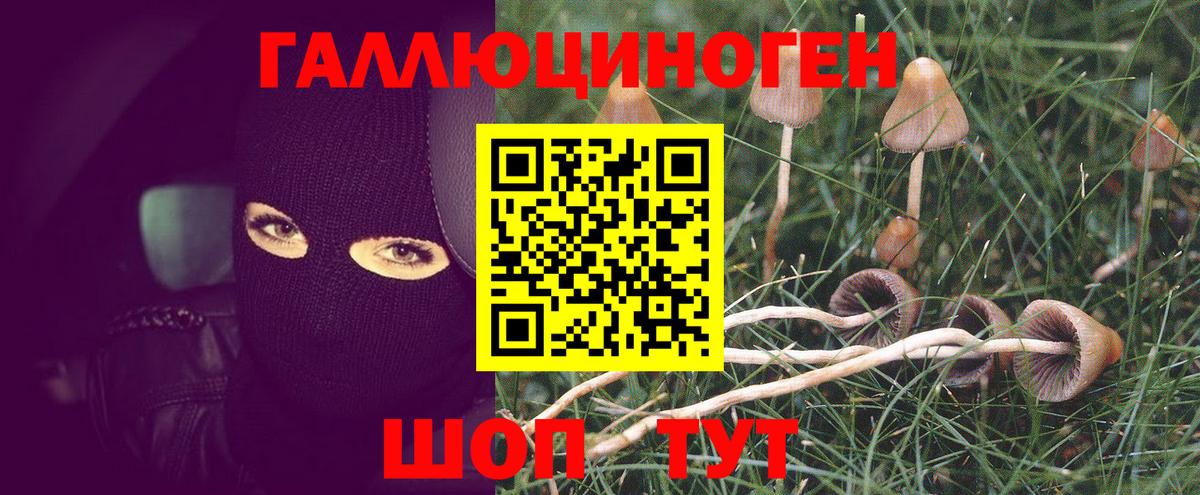 Псилоцибиновые грибы GOLDEN TEACHER Мценск